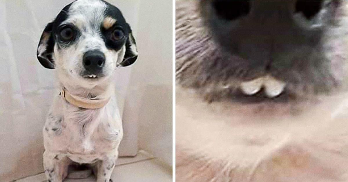 20+ Fotos super divertidas de cachorros mostrando os dentes