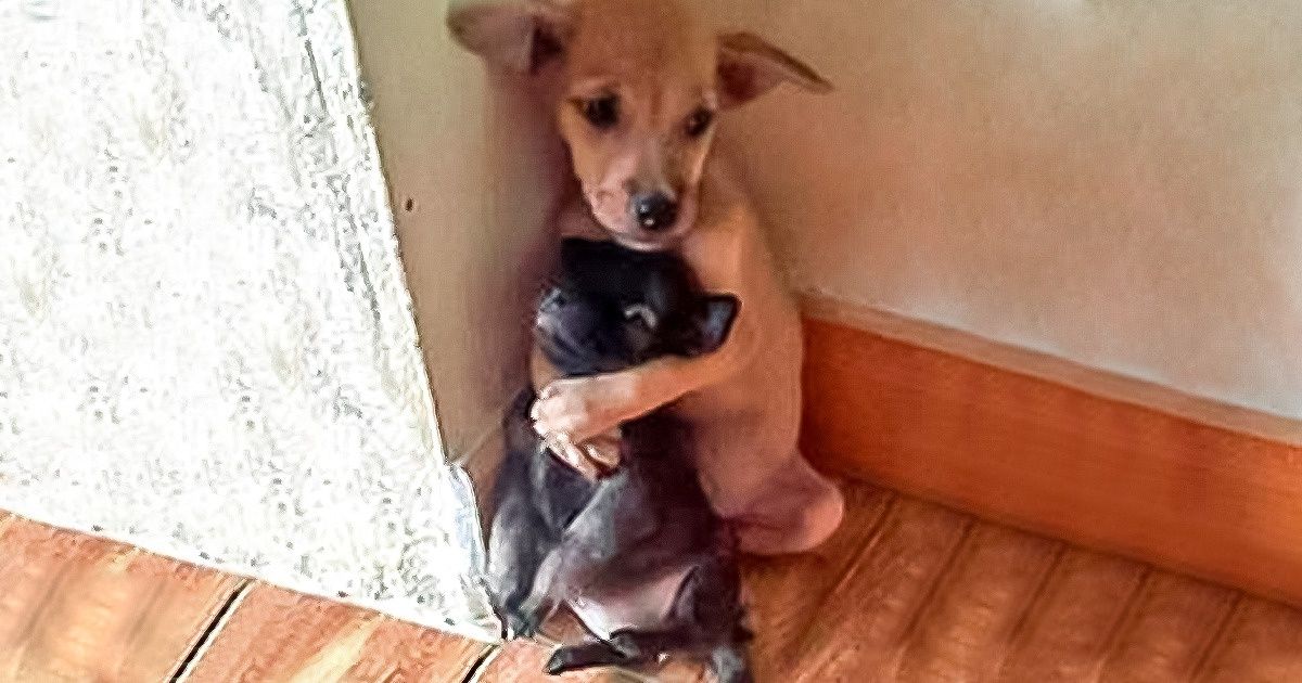 16 Fotos comprovam que os animais também podem ser amigos 16 Fotos comprovam que os animais também podem ser amigos