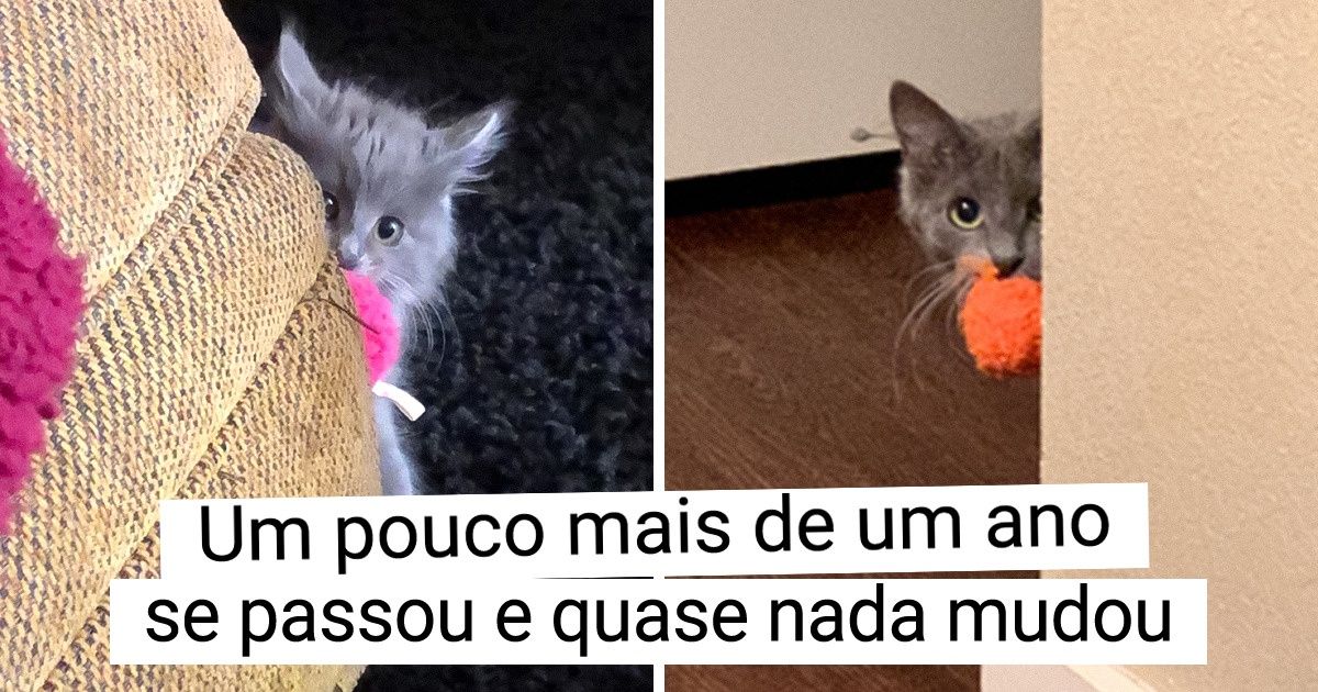 20+ Animais de estimação que cresceram, mas não deixaram seus hábitos para trás