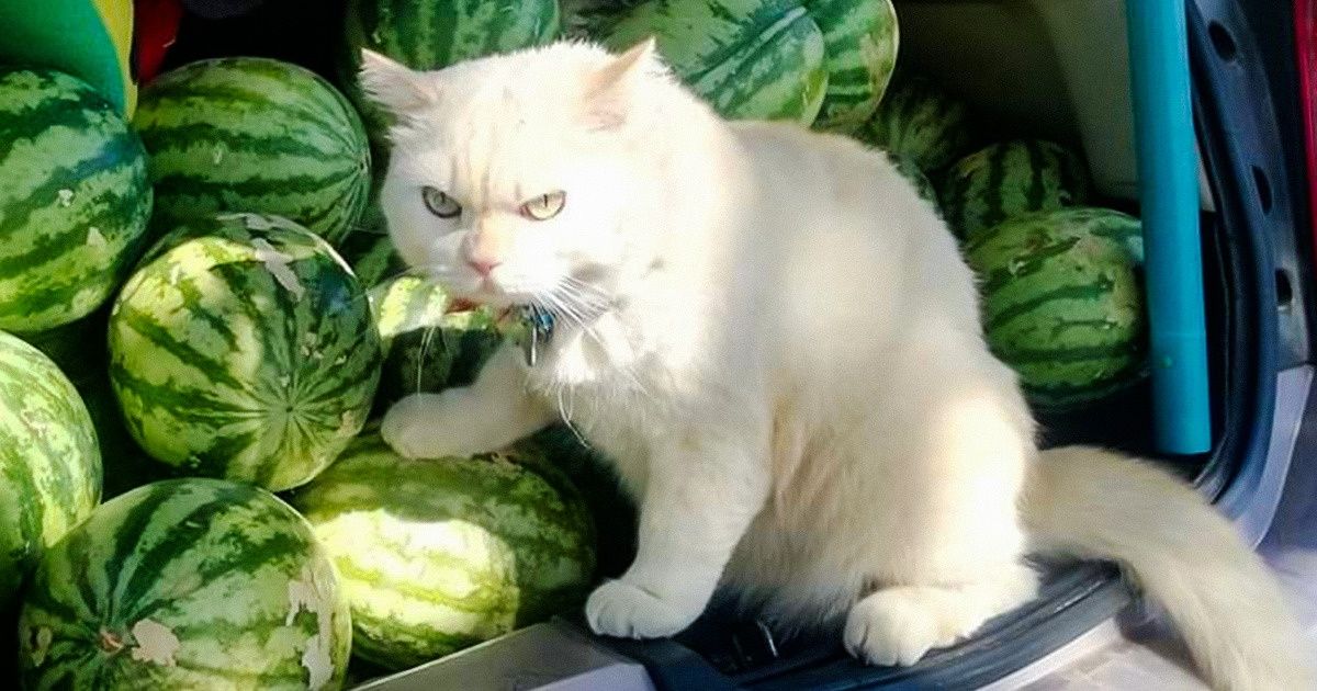 19 Gatos que se cansaram de ficar em casa e decidiram arrumar um emprego 19 Gatos que se cansaram de ficar em casa e decidiram arrumar um emprego