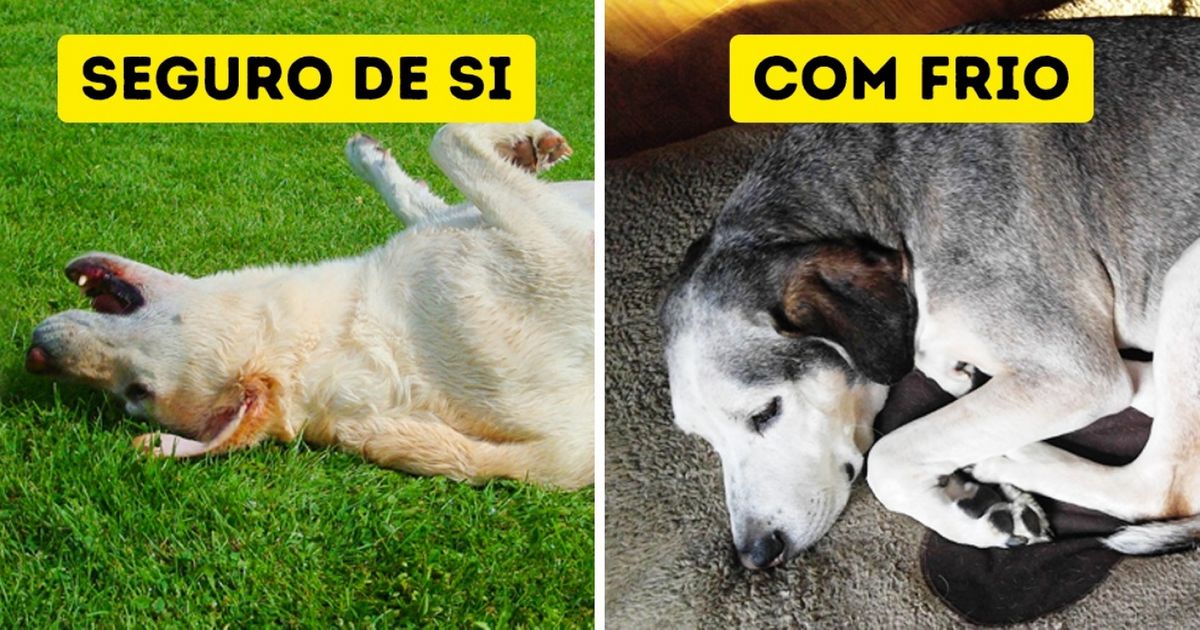 O que a forma de dormir de seu cachorro diz sobre ele