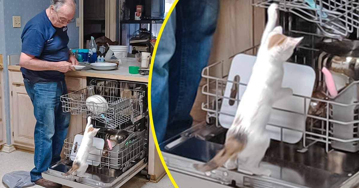 30 Bichanos que parecem estar dando o seu melhor no trabalho 30 Bichanos que parecem estar dando o seu melhor no trabalho