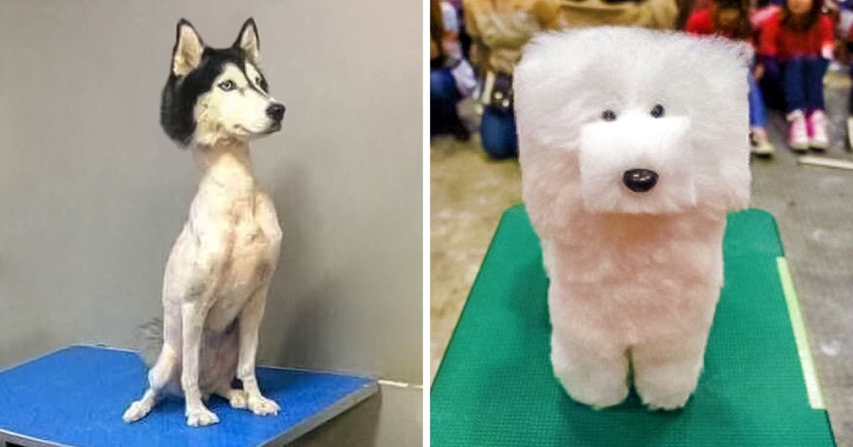 17 Cortes de pelo para chorar de rir