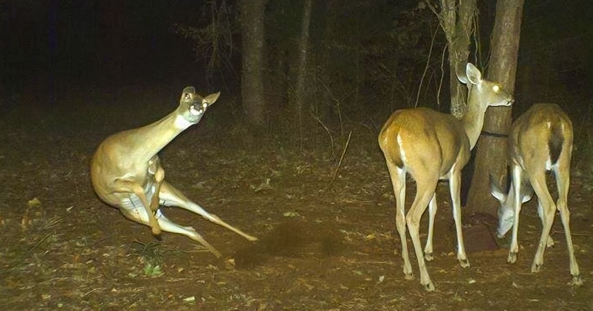 A louca vida noturna dos animais selvagens A louca vida noturna dos animais selvagens