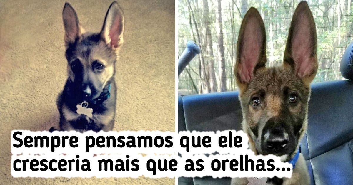 18 Fotos que comprovam que os animais são uma fonte infinita de serotonina 18 Fotos que comprovam que os animais são uma fonte infinita de serotonina