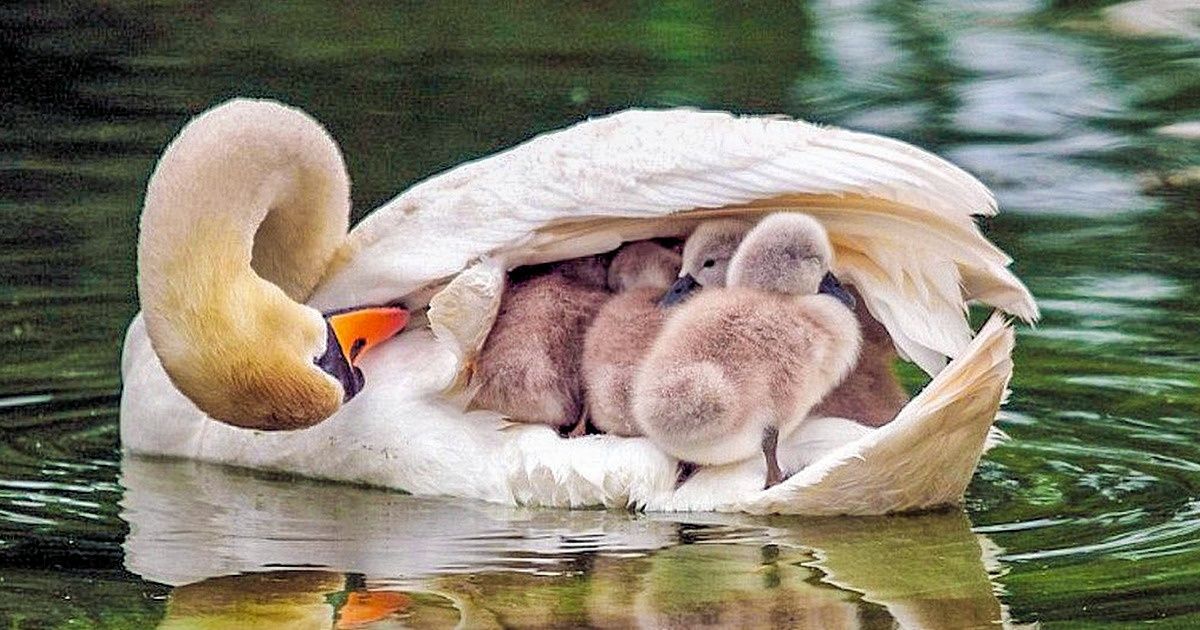 23 Mães do reino animal que mostram o verdadeiro significado do amor