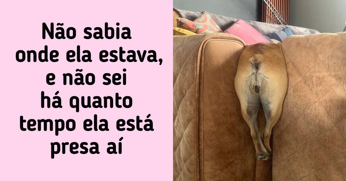 20 Animais de estimação que sabem muito bem o que fazer para alegrar a vida de seus donos