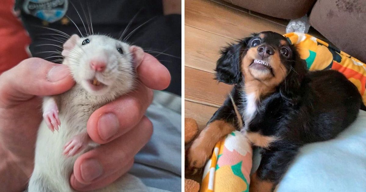 20 Animais que sorriram para as câmeras e tornaram nosso dia um pouco mais agradável