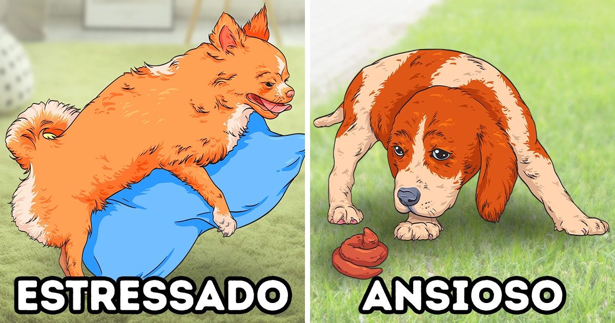 7 Sinais que podem estar por trás de comportamentos estranhos em cachorros 7 Sinais que podem estar por trás de comportamentos estranhos em cachorros