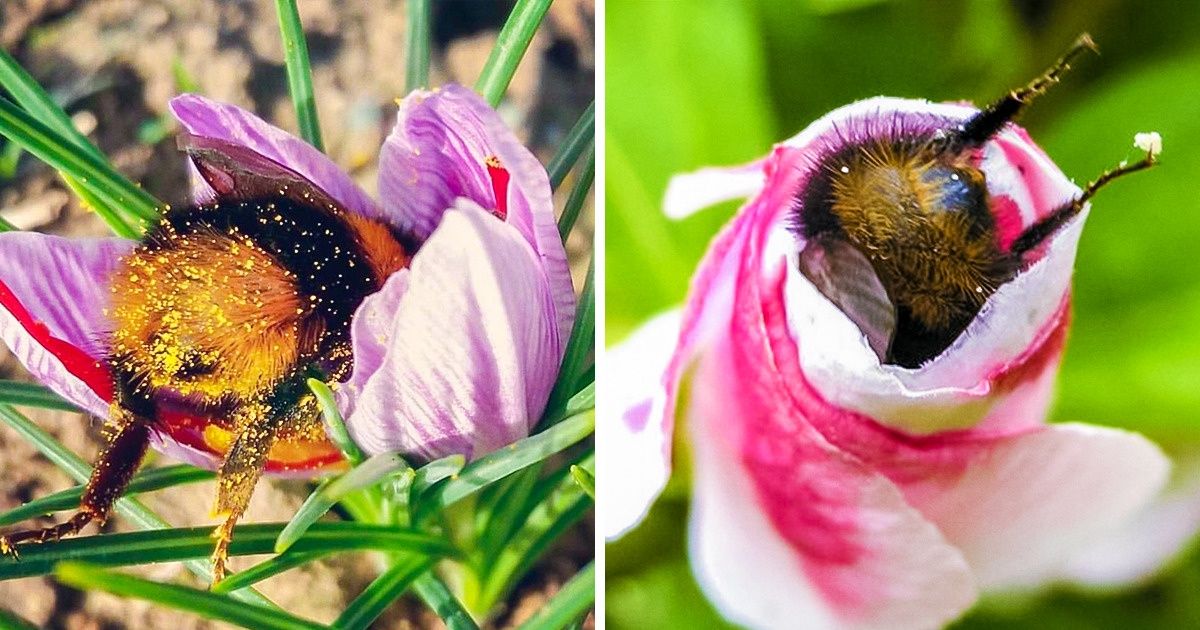 18 Fotos fofas de abelhas pegas no flagra e de um jeito que você não esperava