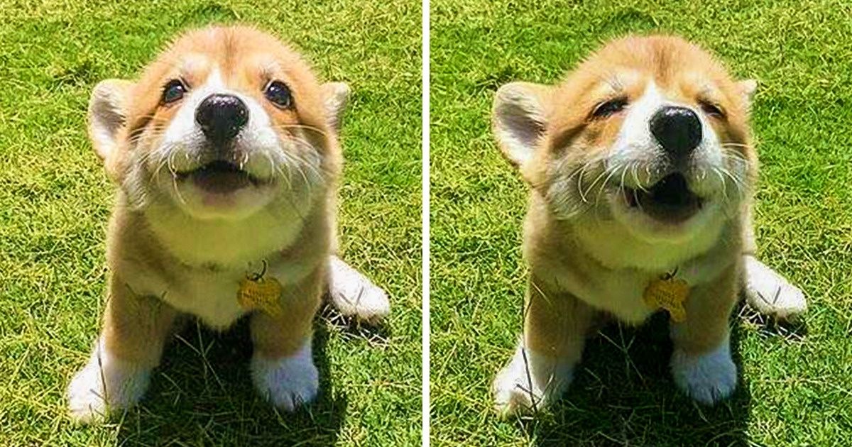 14 Coisas que cada filhote diria à sua nova família se pudesse falar