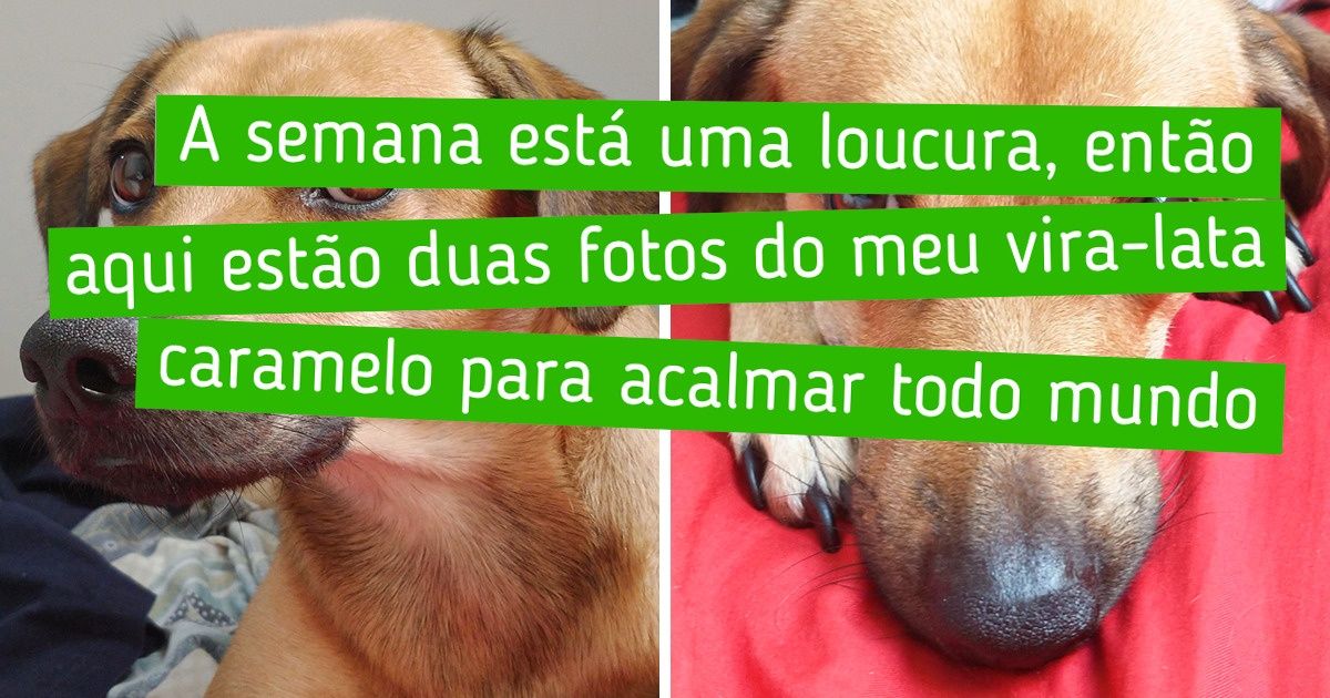 18 Razões pela quais o Vira-lata caramelo se tornou a cara do Brasil