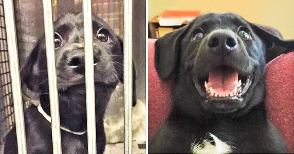 O antes e o depois de cachorros que foram adotados O antes e o depois de cachorros que foram adotados