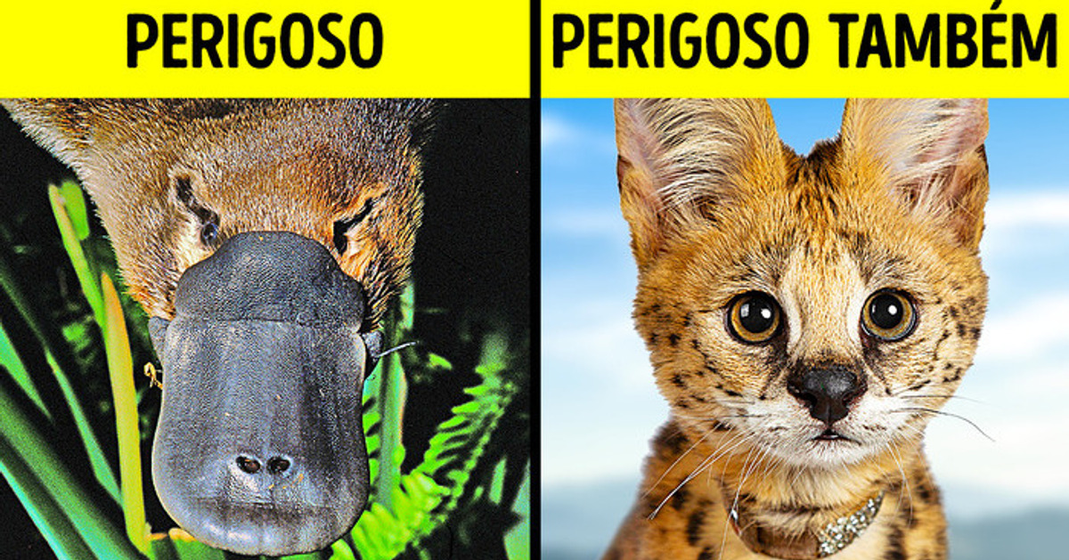 11 Animais fofos com perigos ocultos que você precisa saber
