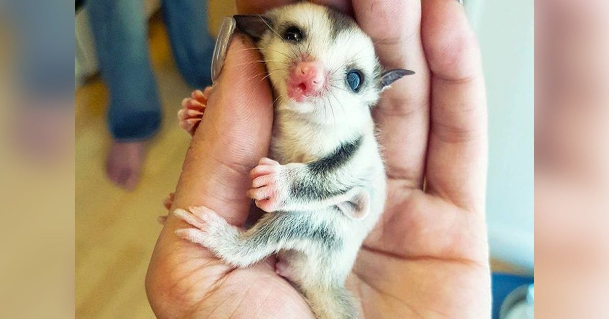 28 Criaturas reais que venceram na loteria genética