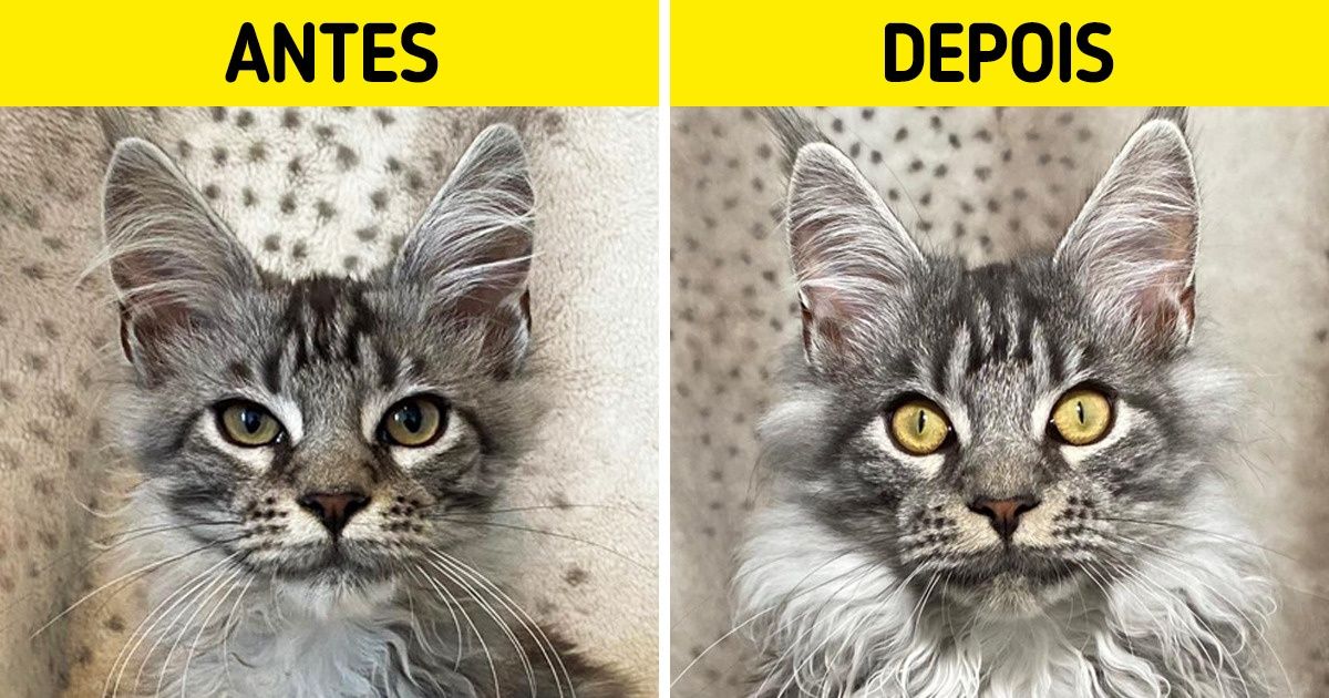 15 Transformações de pets que foram resgatados e conheceram o verdadeiro calor de um lar