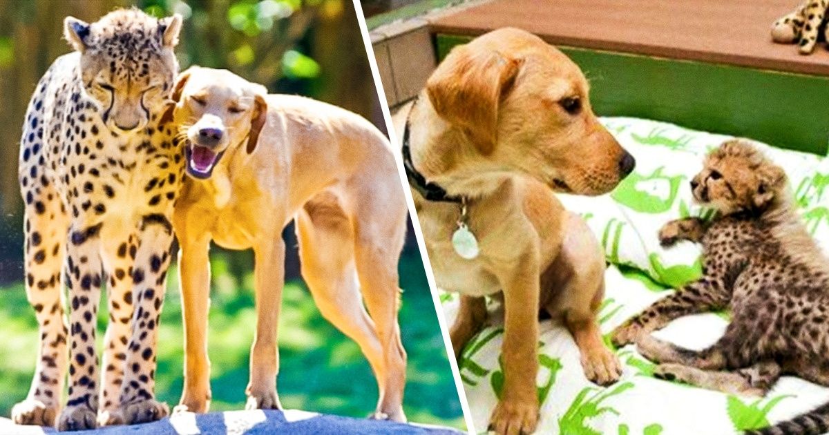 Amizades atípicas entre animais que vão derreter o seu coração Amizades atípicas entre animais que vão derreter o seu coração
