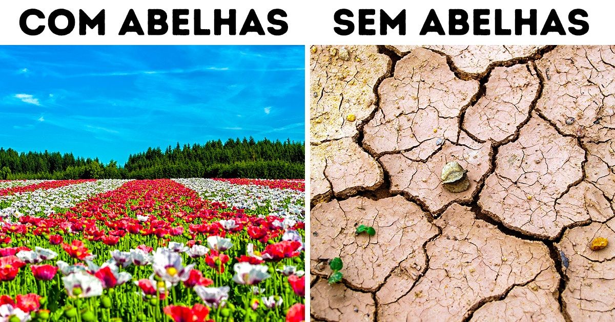 Por que as abelhas são tão importantes e o que podemos fazer para evitar que desapareçam