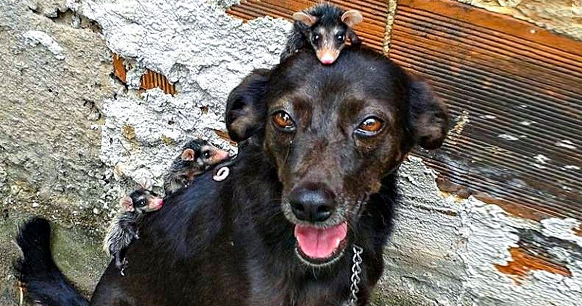 Cadelinha adota filhotes de gambás órfãos no Rio de Janeiro e cuida deles como se fossem seus Cadelinha adota filhotes de gambás órfãos no Rio de Janeiro e cuida deles como se fossem seus