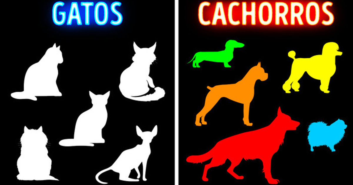 É por isso que as raças de cachorros são tão diferentes, mas as de gatos não