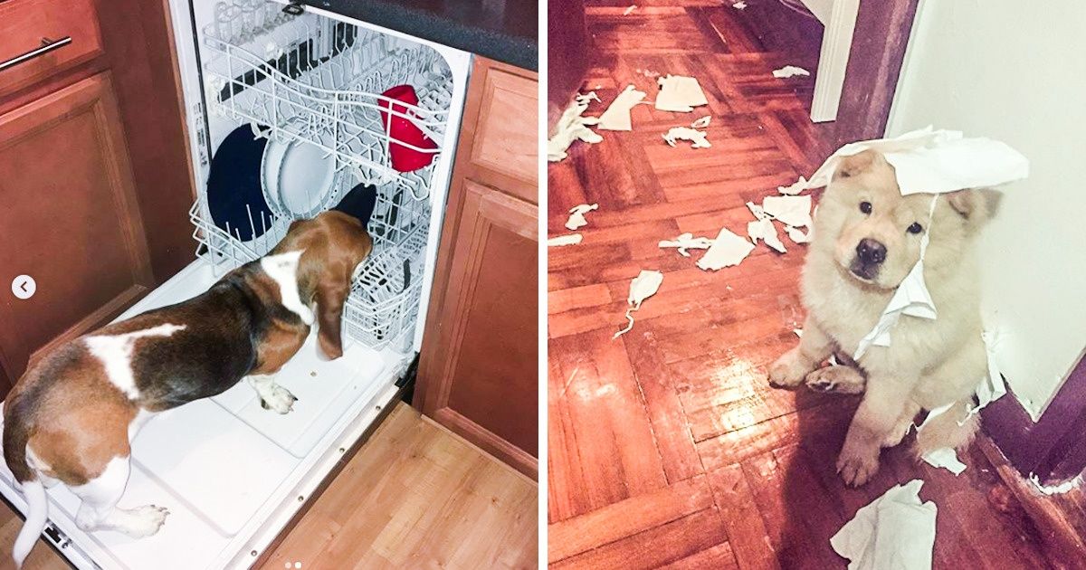 Seleção de imagens mostra por que toda criança precisa de um cachorro
