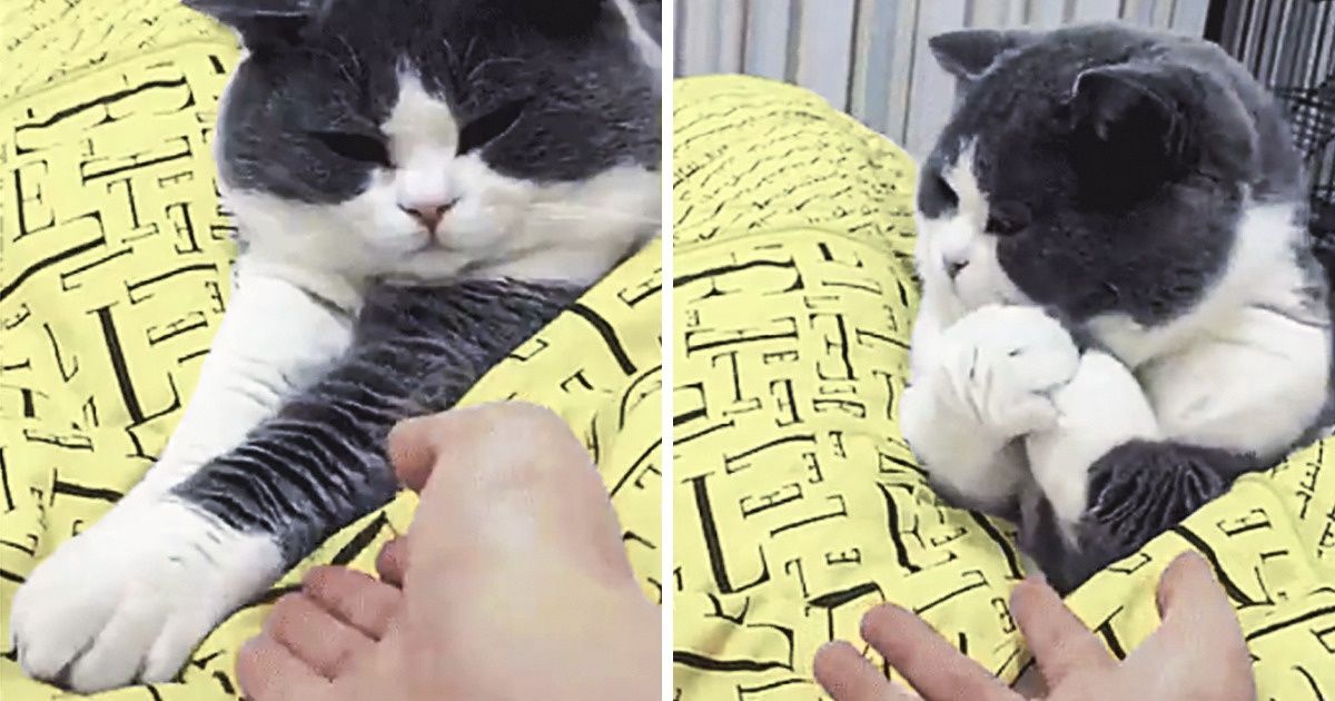 24 Provas de que quem tem bicho de estimação é campeão de paciência