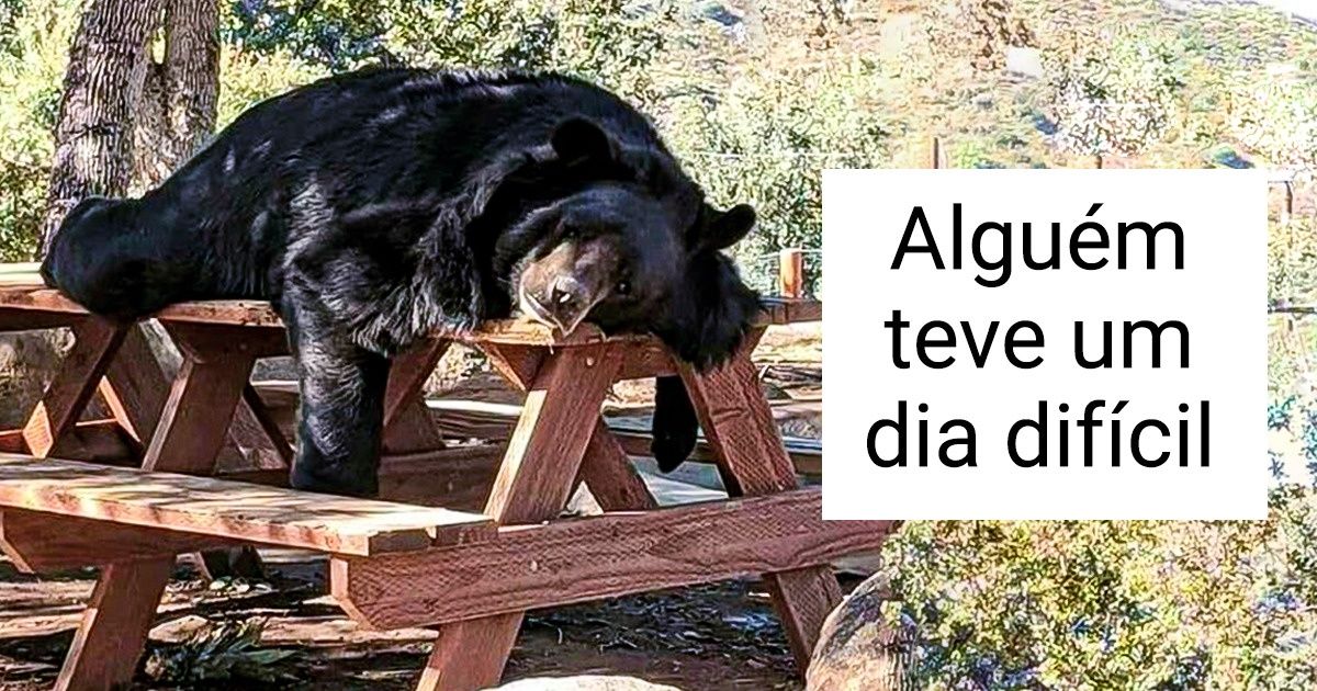 20+ Fotos que provam que os animais são versões peludas e fofas dos humanos 20+ Fotos que provam que os animais são versões peludas e fofas dos humanos