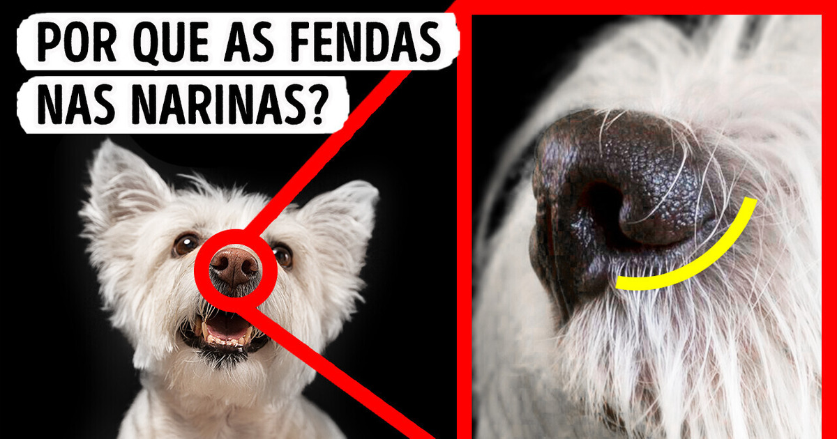 16 Fatos que provam que o seu cachorro tem superpoderes 16 Fatos que provam que o seu cachorro tem superpoderes