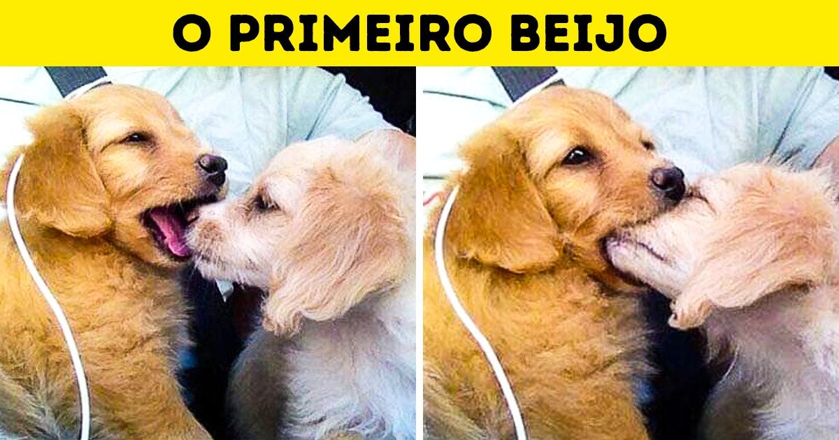 24 Fotos que poderiam convencer até quem não gosta de bichinhos de estimação a ter um