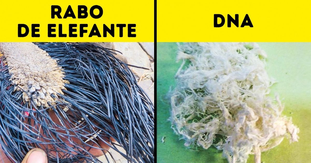 Coisas que você provavelmente nunca viu Coisas que você provavelmente nunca viu