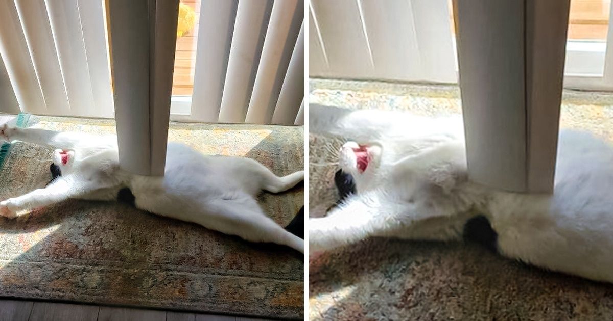 18 Fotos divertidas para começar o dia com um belo sorriso no rosto