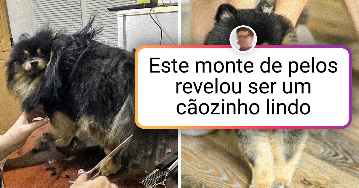 20+ Donos de pets que mandaram tosar diabinhos peludos e receberam anjinhos arrumados