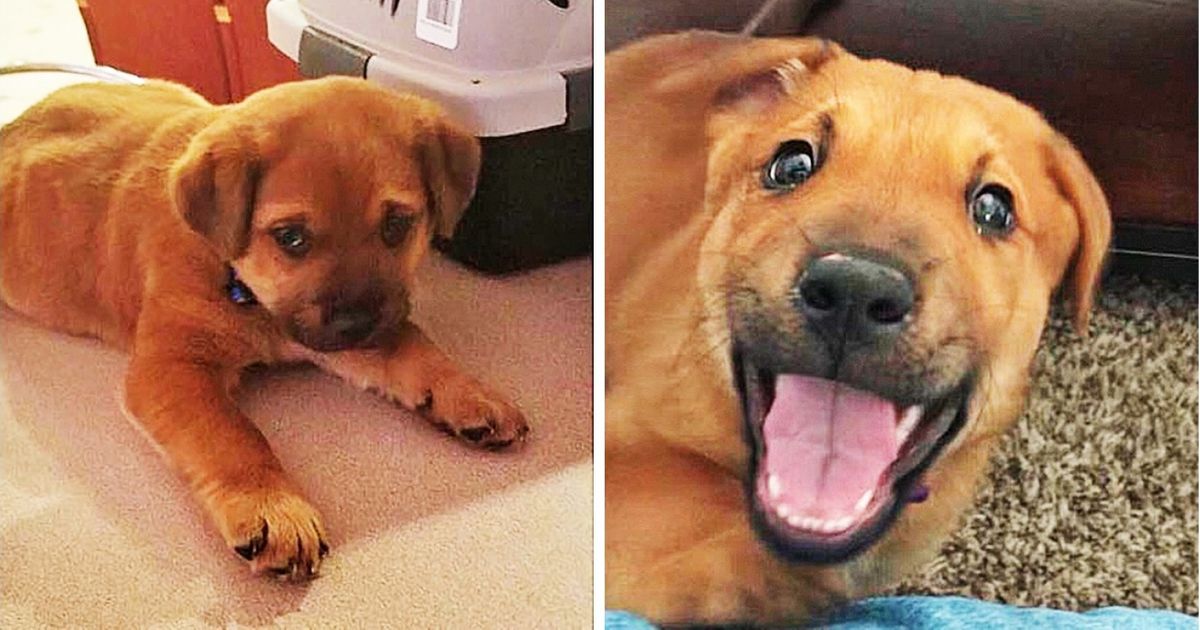 O antes e o depois de cães adotados e o significado de felicidade