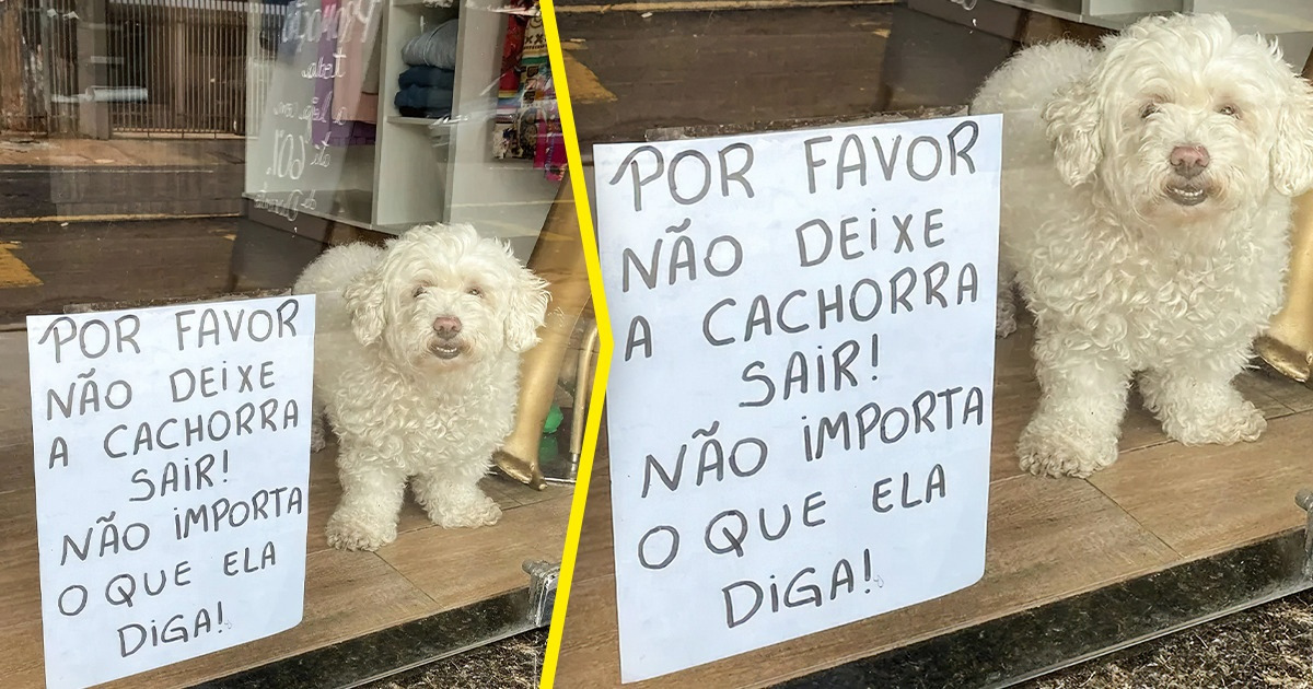 18 Placas tão originais que nos fazem pensar no porquê foram colocadas ali 18 Placas tão originais que nos fazem pensar no porquê foram colocadas ali