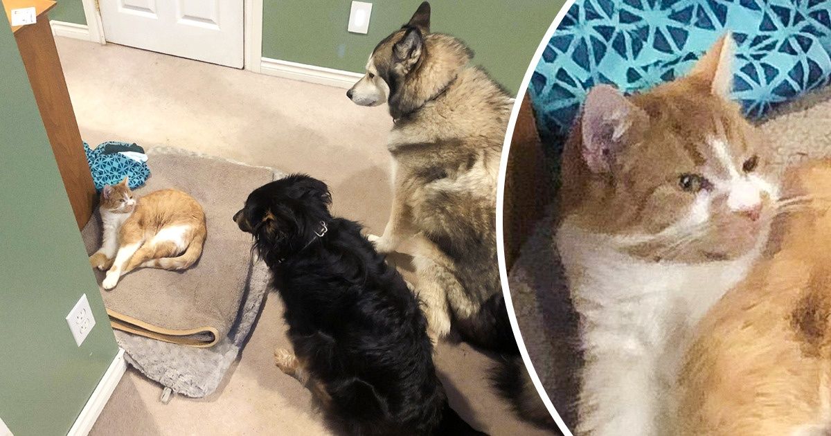 20+ Internautas mostram os ladrões das camas dos seus cães, e (quase) todos são gatos
