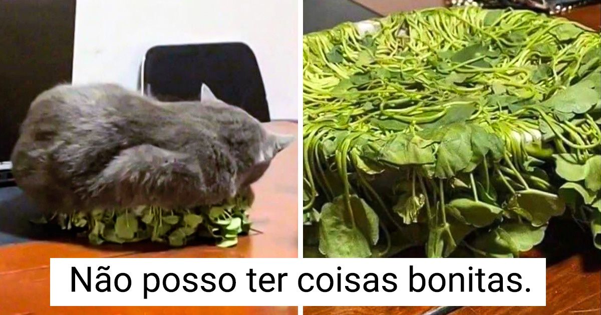 20 Pets apanhados no momento exato em que faziam ’arte’ (e sem mostrar remorso) 20 Pets apanhados no momento exato em que faziam ’arte’ (e sem mostrar remorso)