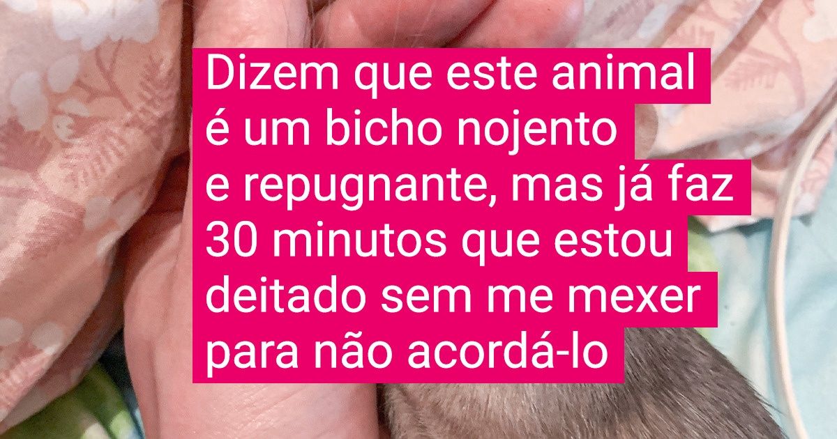 19 Animais incríveis que vão deixar você com vontade de mimá-los