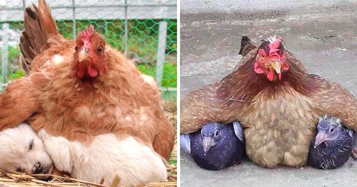 15 Mamães dispostas a adotar qualquer tipo de filhote