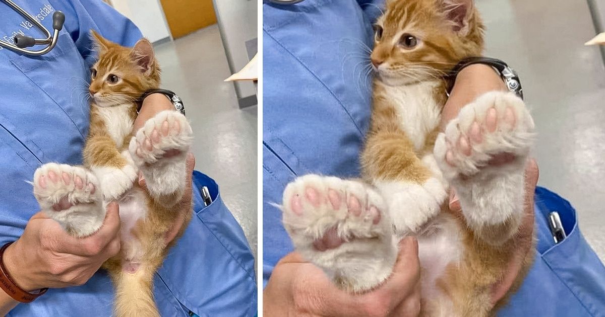 15+ Animais de estimação cujas características físicas os tornam especiais