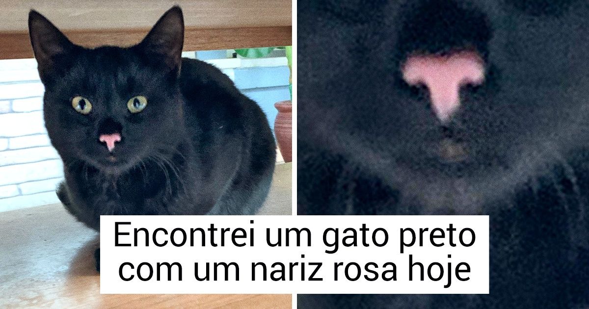 20+ Animais cujas características peculiares são verdadeiros presentes da Mãe Natureza 20+ Animais cujas características peculiares são verdadeiros presentes da Mãe Natureza