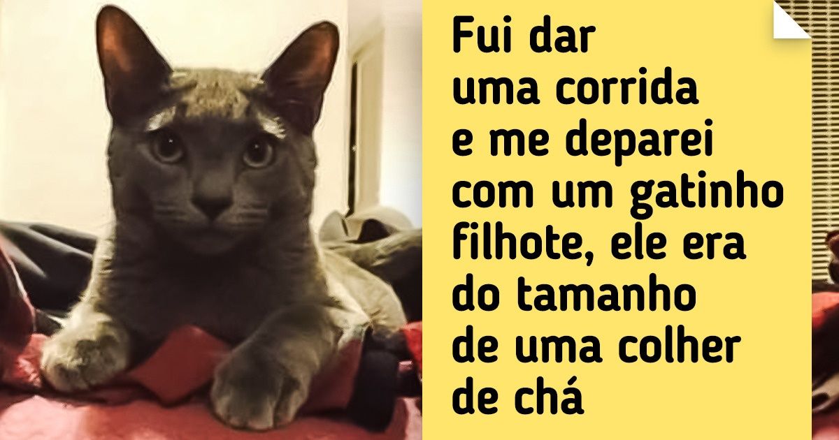 20 Internautas contaram as mais fofas histórias de como foram “adotados” por um pet