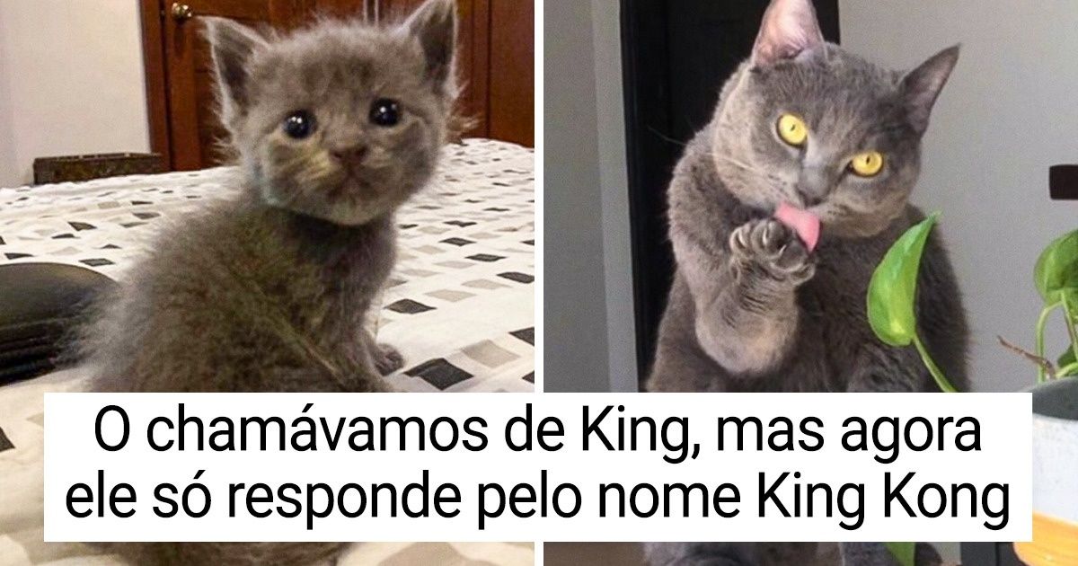 20+ Animais de estimação que cresceram e ficaram ainda mais fofos 20+ Animais de estimação que cresceram e ficaram ainda mais fofos