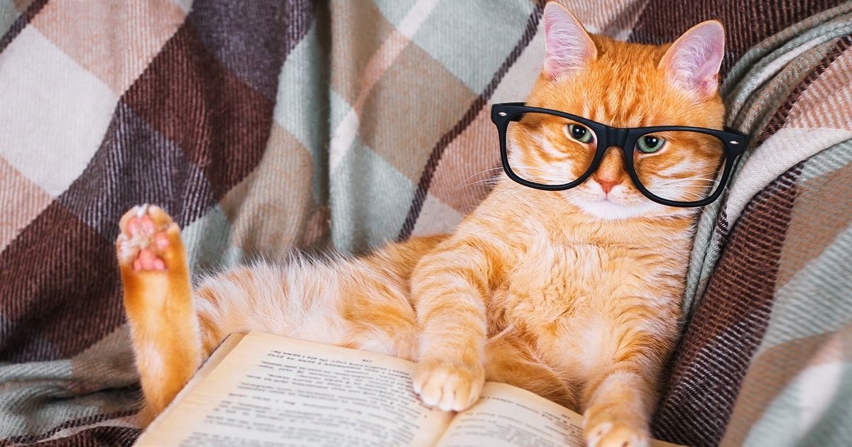 Escola para gatos abre as portas no México (spoiler: temos alguns candidatos que poderiam começar as aulas agora mesmo)