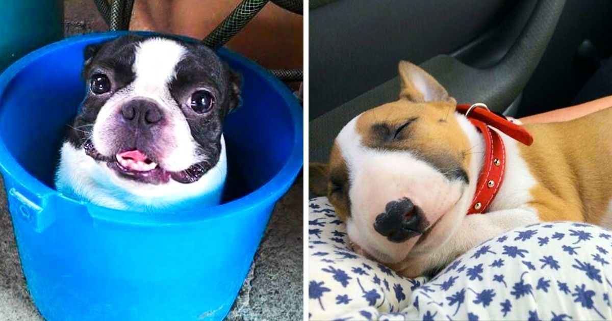 30 Fotos muito fofas de terriers que vão conquistar seu coração