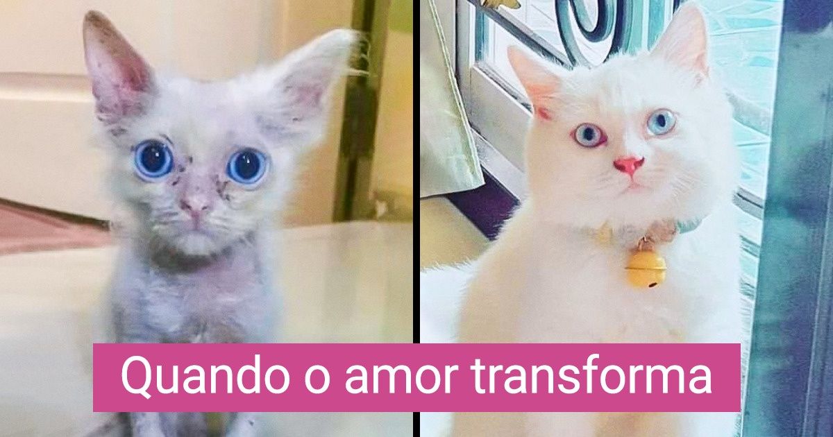 18 Animais que foram resgatados e transformados pelo amor 18 Animais que foram resgatados e transformados pelo amor