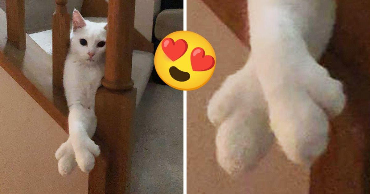 21 Pessoas mostram características ou comportamentos de seus pets que as deixam de boca aberta