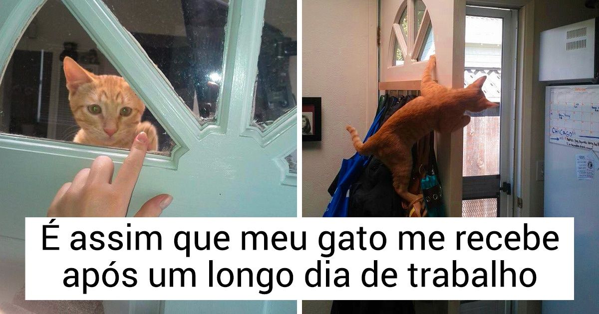 15 Fotos para provar que os pets apreciam mais o nosso amor do que qualquer comida no mundo