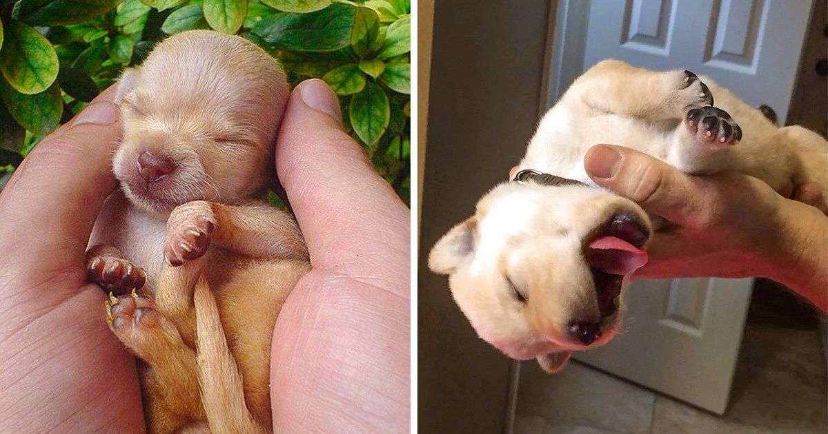 20+ Filhotes que vão encher seu coração de fofura antes que você seja capaz de dizer “awwnn!”