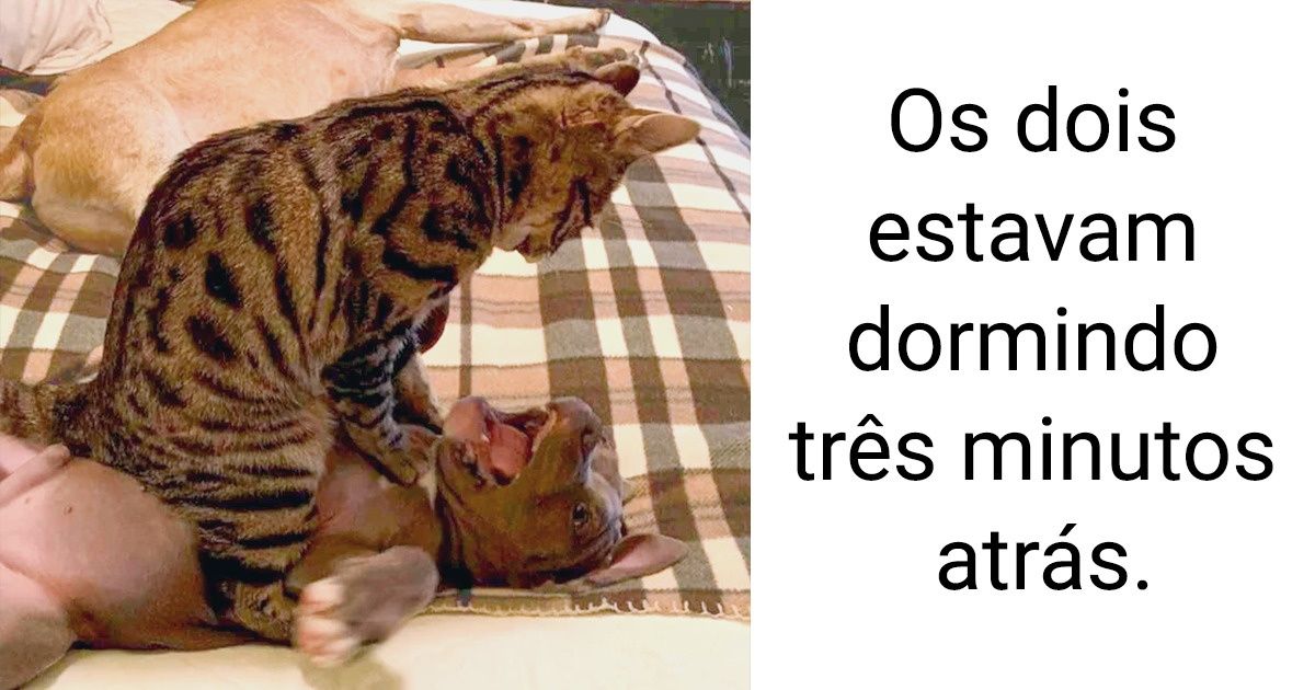 19 Animais que não deixam a desejar no quesito travessura 19 Animais que não deixam a desejar no quesito travessura