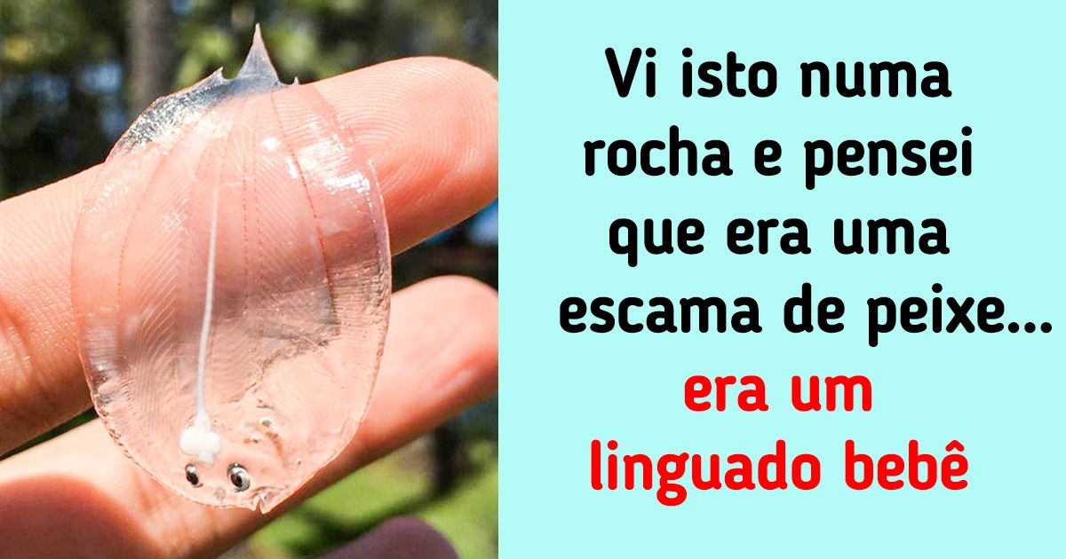 15 “Sereias” e “tritões” que tiveram a sorte de ver animais marinhos bastante incomuns